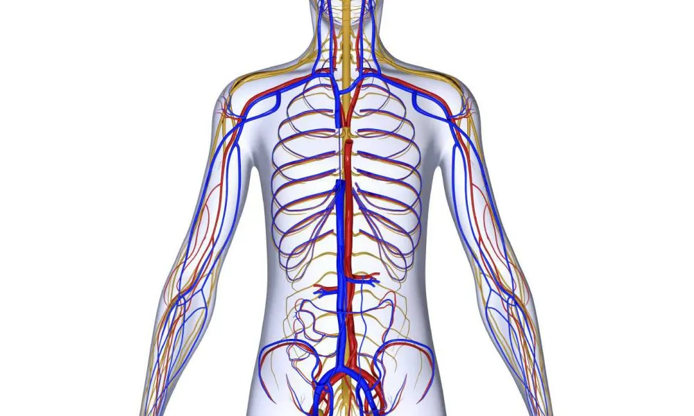 What's Neuromuscular Connection in mortal body?