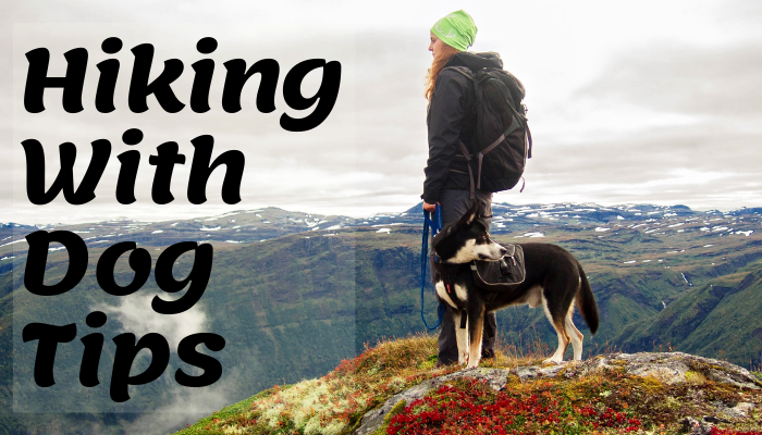First Time Hiking With Dog, These Basic Tips You Should Follow