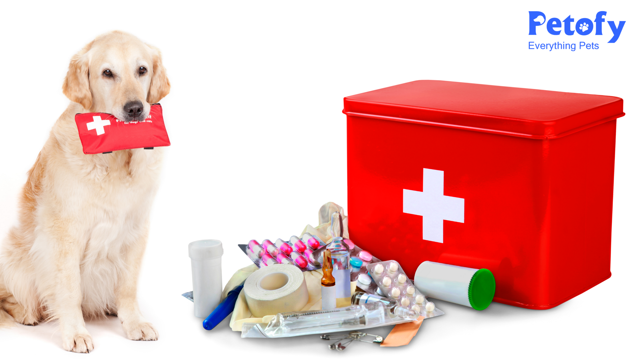 Essential Things That You Must Add In Dog First Aid Kit 