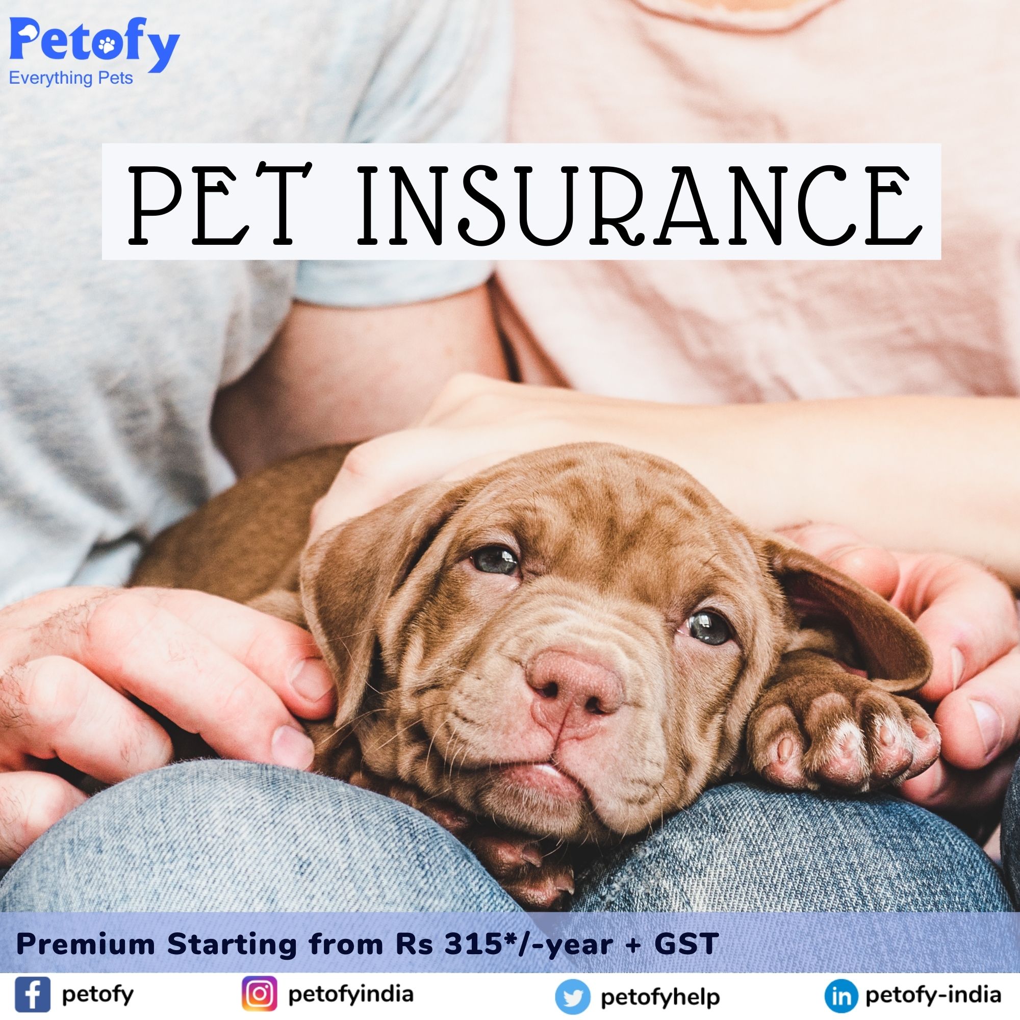 Get Your Pet Dog Cat Insured By Petofy - Everything