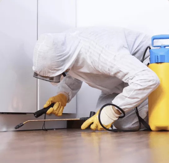 Best Pest Control Services in Canberra - Amaze Pest Control Canberra
