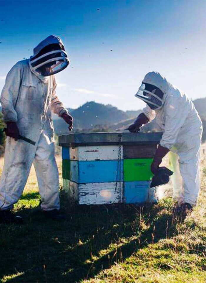 How Is Manuka Honey Produced?