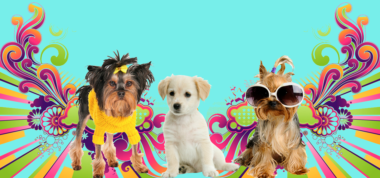 Dog Groomers in Torrance CA