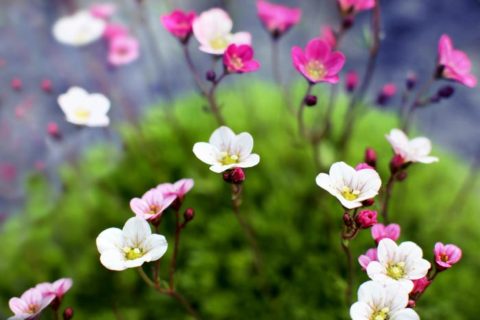  دانلود آهنگ شاهرخ به نام لعبت