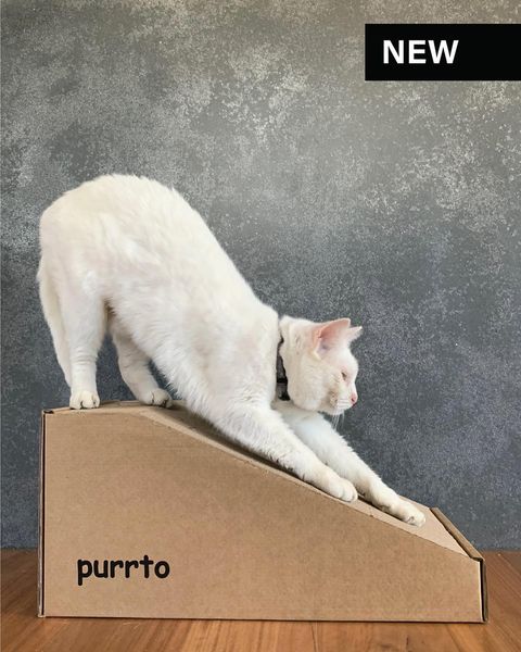 Cat Scratching Posts & Board Scratchers | Purrto