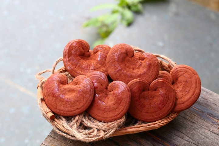 3 cách ngâm rượu linh chi Hàn Quốc giữ nguyên hương vị