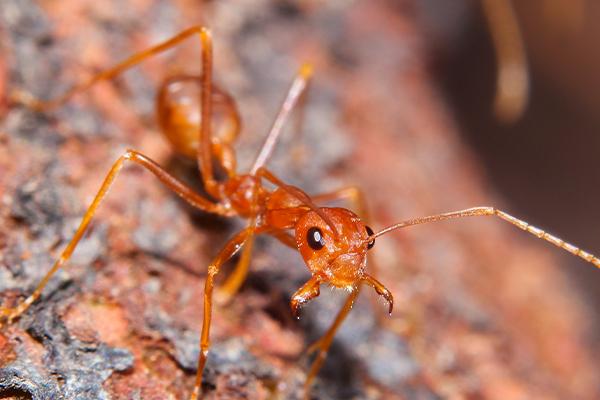 Why You Need Ant Traps For Sugar Ants In Orange County