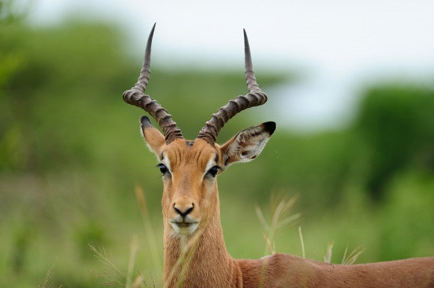 The Best Deer Hunting Outfitters In Texas