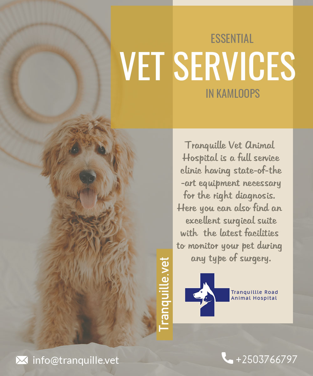 Finding the best hospital for vaccinations for dogs in kamloops? We can help