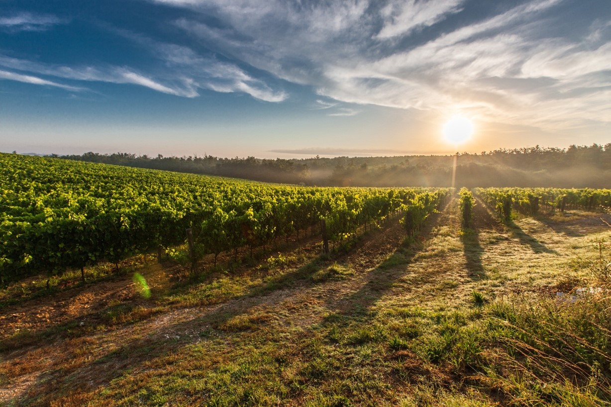 Wine Region Profile: Sta. Rita Hills AVA