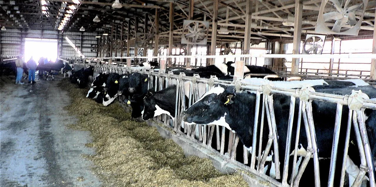 Technology Mixing With Dairy Farming
