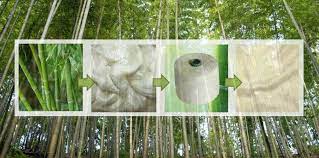 Bamboo Pulp Market Size, Status, Growth | Industry Analysis Report 2022-2028