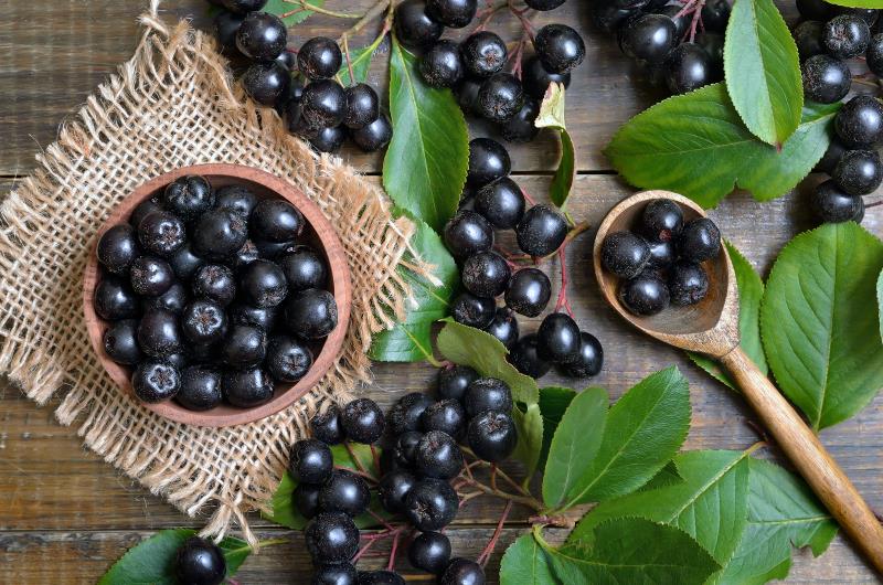 Global Aronia Berries Market – Industry Trends and Forecast Research Report upto 2028
