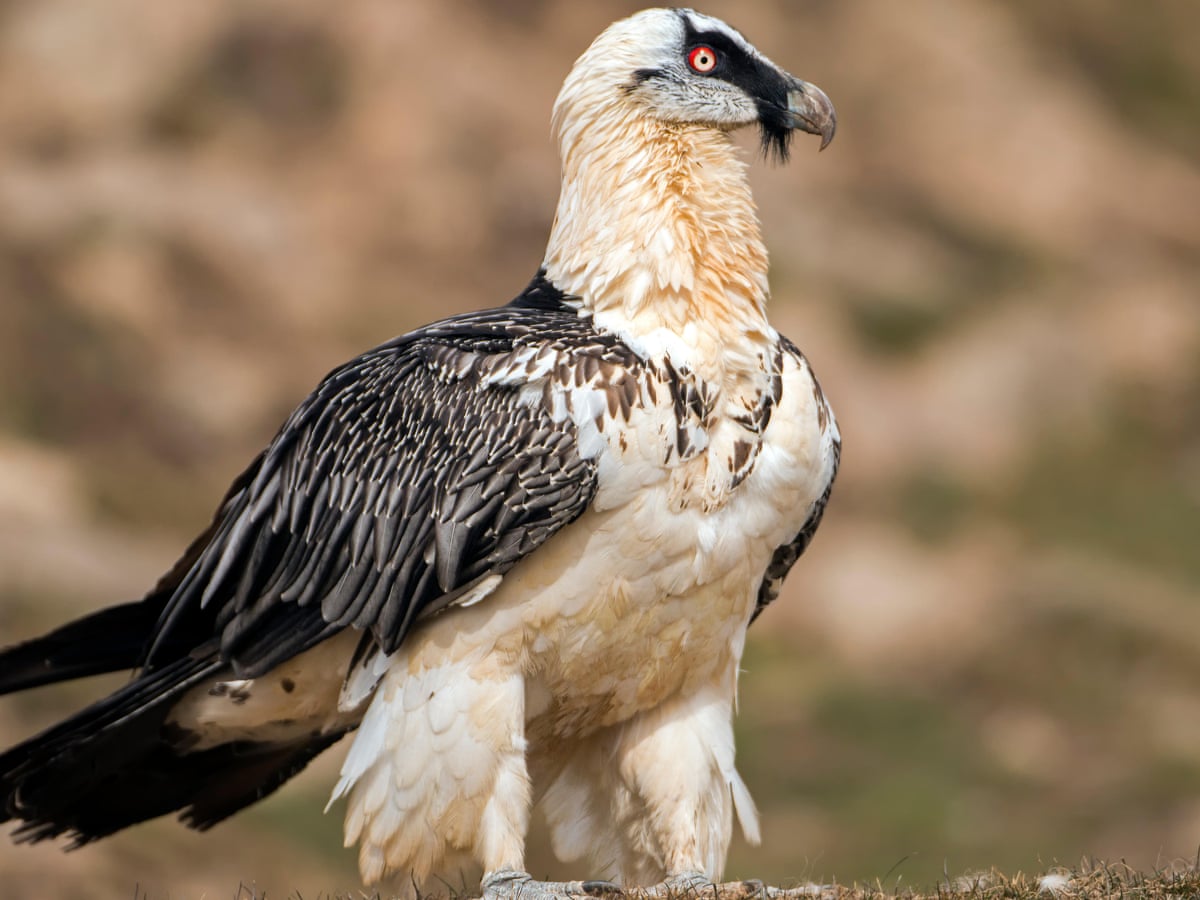 Ý nghĩa giấc mơ Kền kền