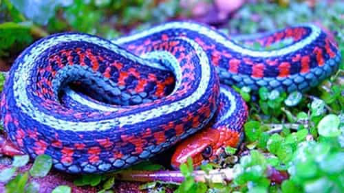 Nằm mơ thấy rắn tấn công bạn có ý nghĩa gì?