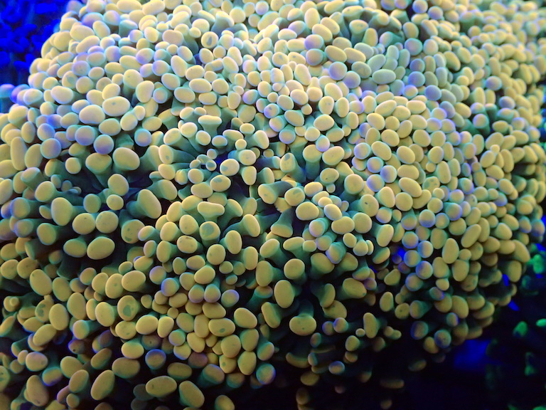 Why Hammer Coral is a Beautiful Addition to Every Reef