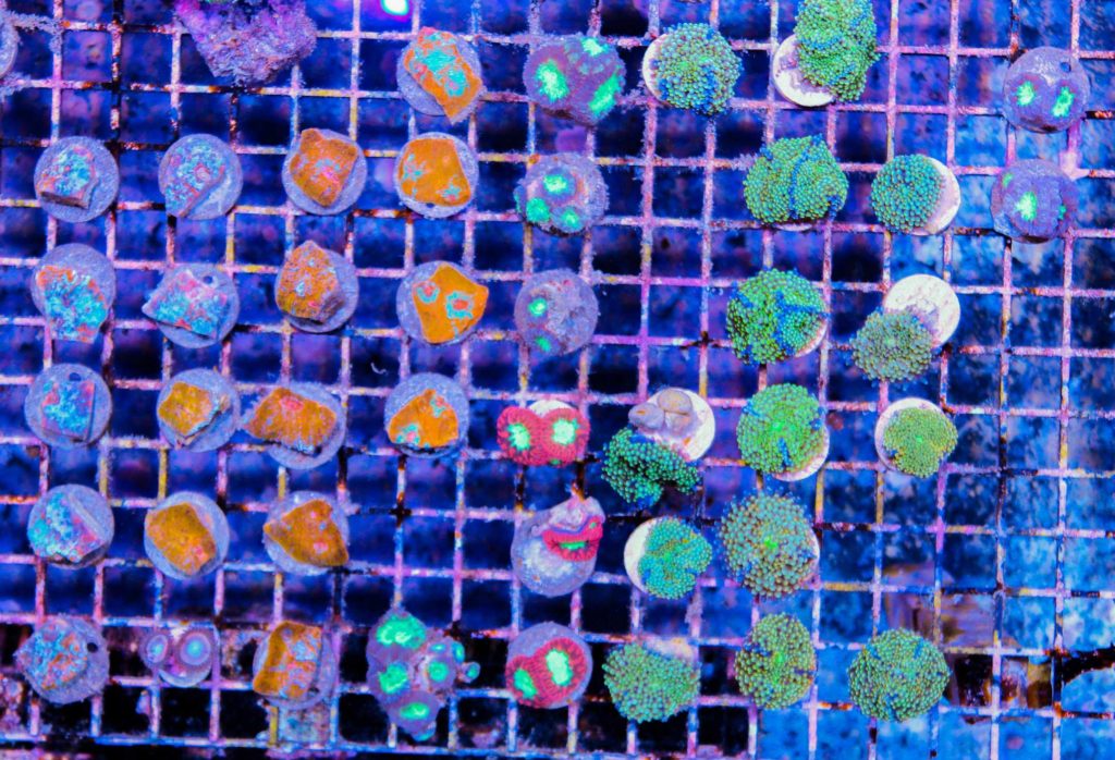 All You Need to Know About Coral Frags
