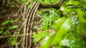 Ayahuasca Retreat UK - Things you Should know