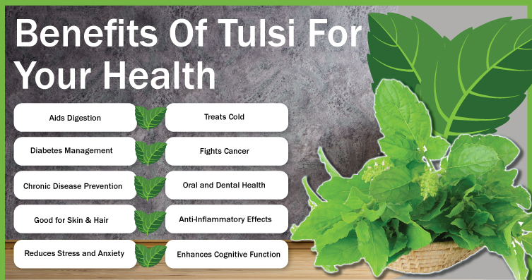 Basil or Tulsi Benefits for your Health