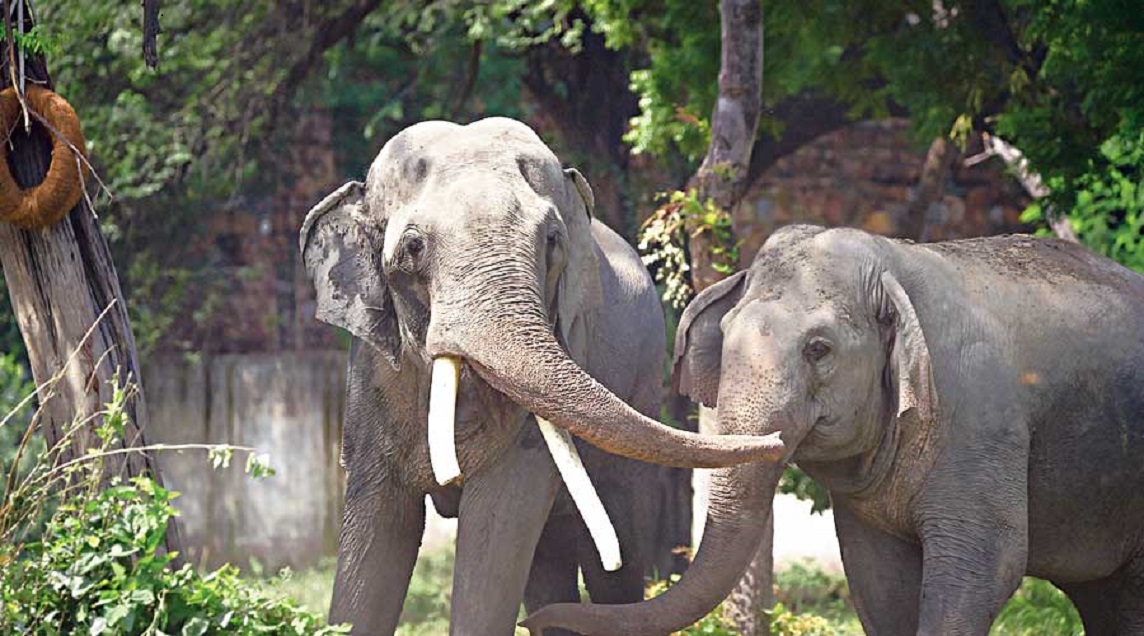 How Elephants Use Trunks | Meg Wolff