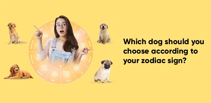 Which Dog Should You Choose According to Your Zodiac Sign?