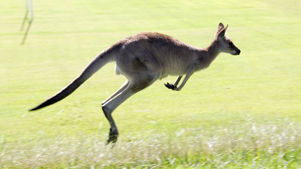 Know the eating regimen of Kangaroos