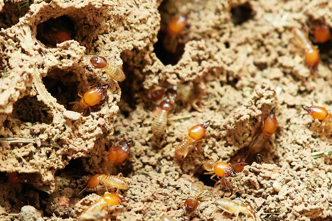 Repellent Termiticides Market | Industry Growth, Overview, Size and Share