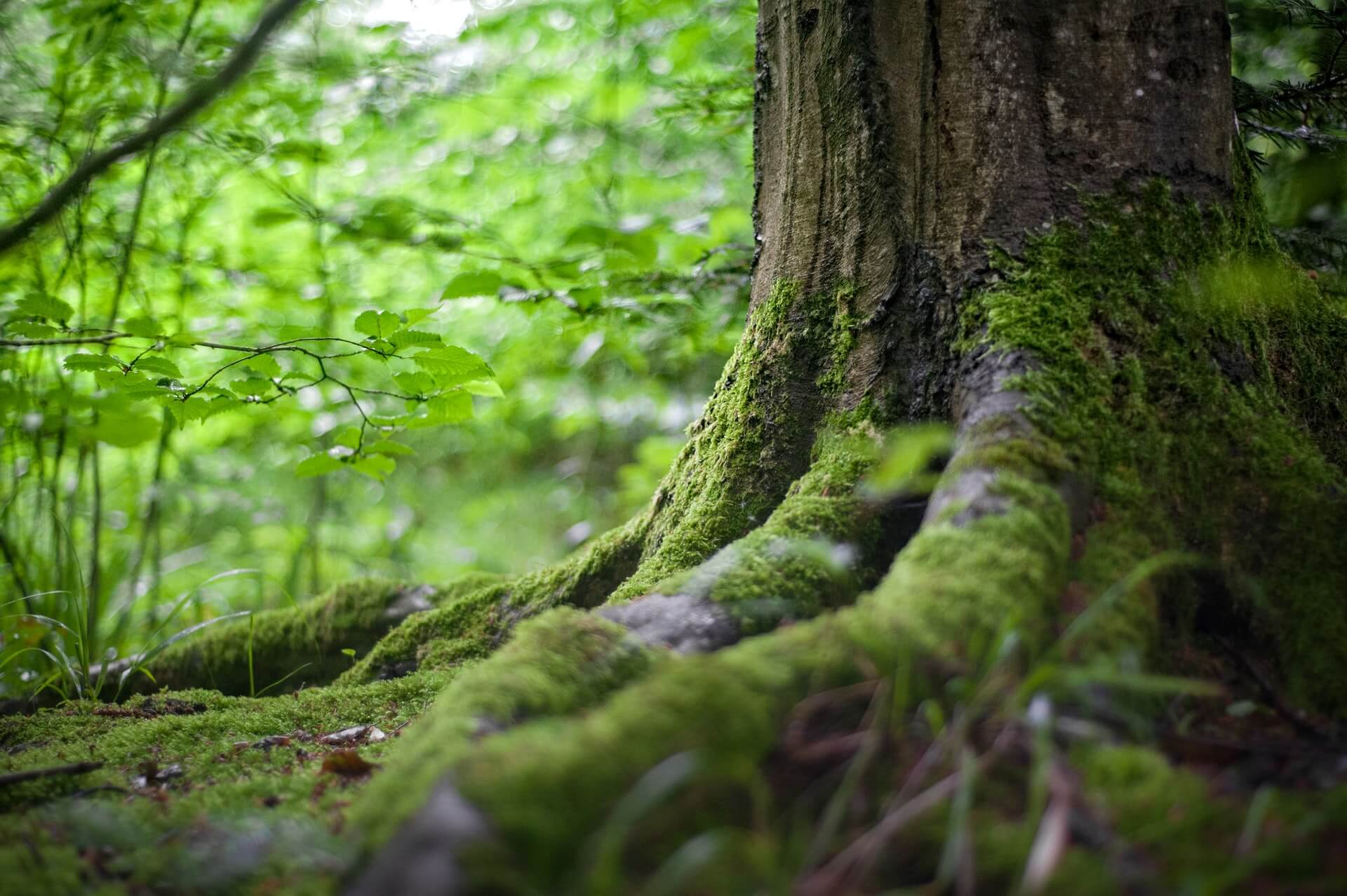 HOW TO BECOME A TREE SURGEON