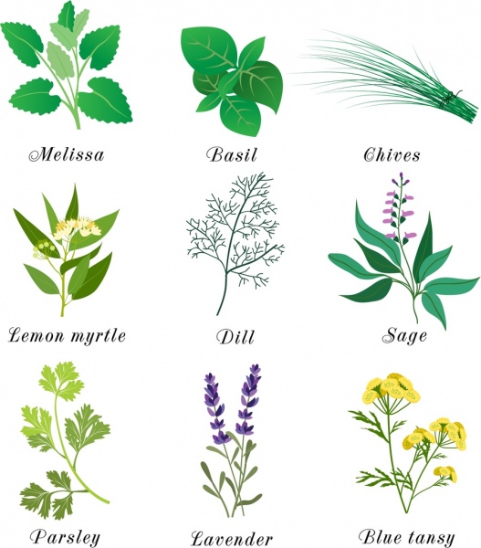 Herbal Stores Near Me - Buy Herbal Supplements Online