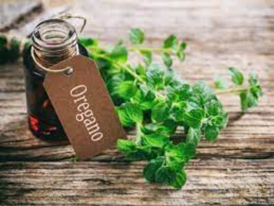 How you can use oregano oil for your menstrual cramps
