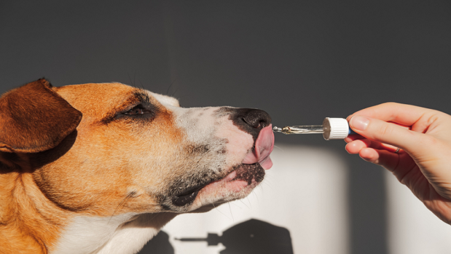 7 Ways Oil Of Oregano Can Help Your Dog