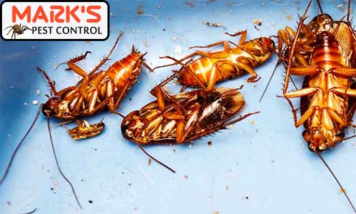 Marks Pest Control Sydney