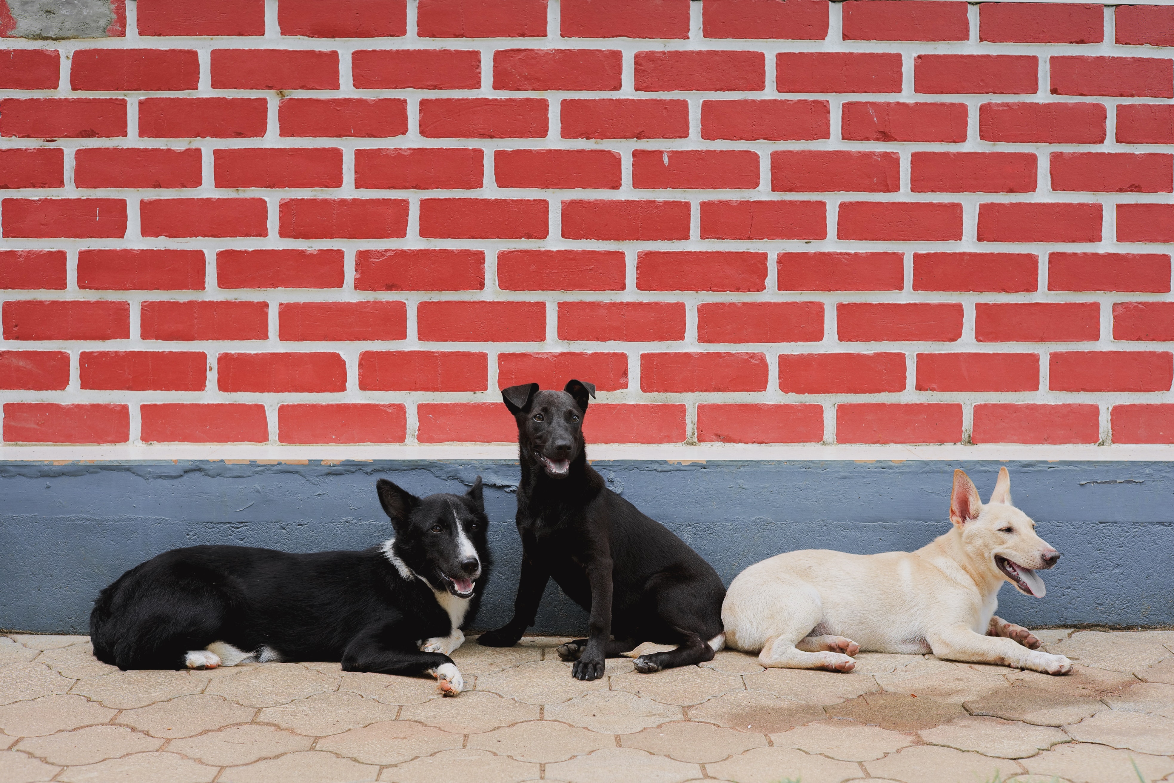 How to keep a French dog entertained and fit