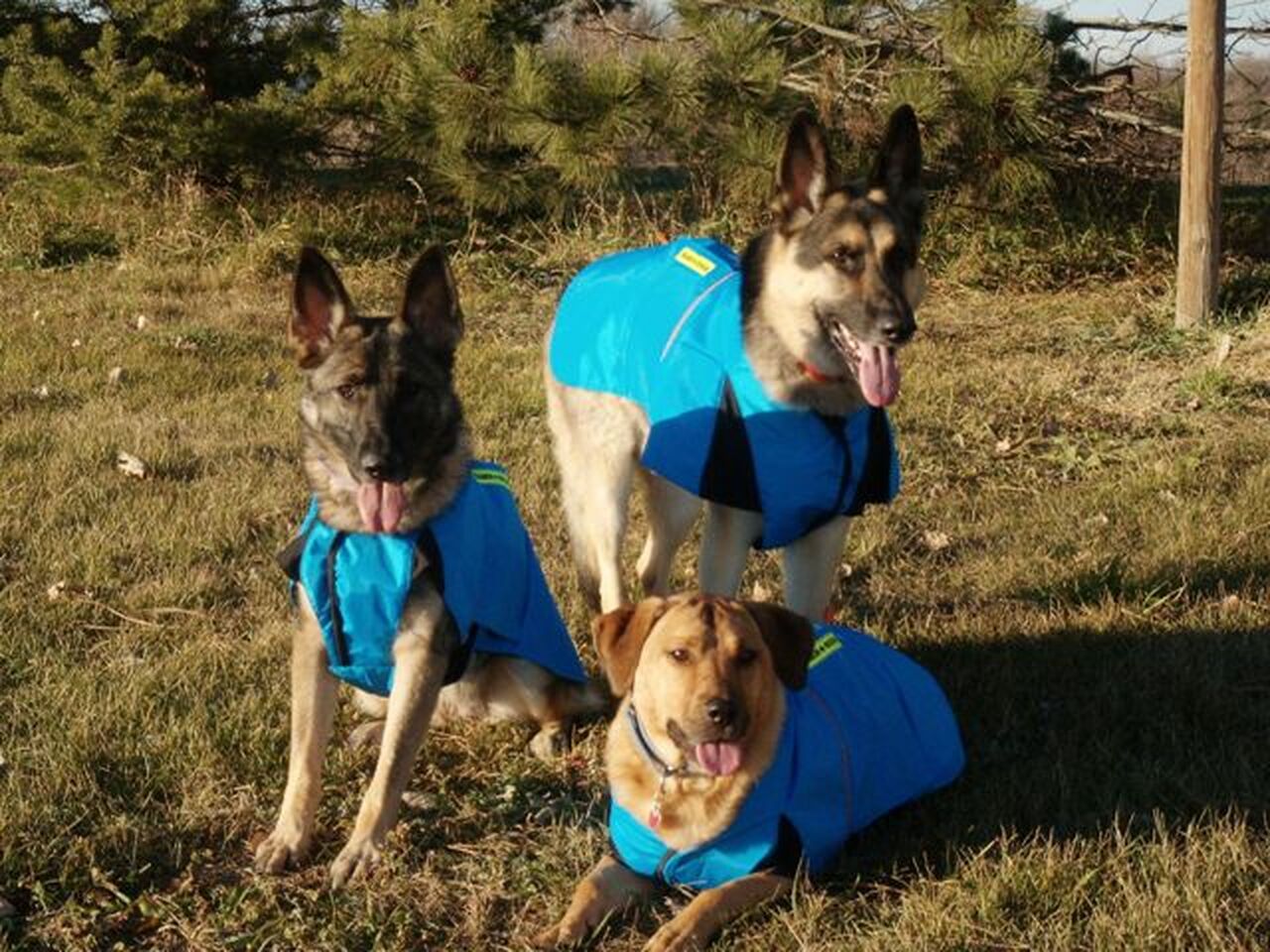 Dog Coat - Is It Really Needed?