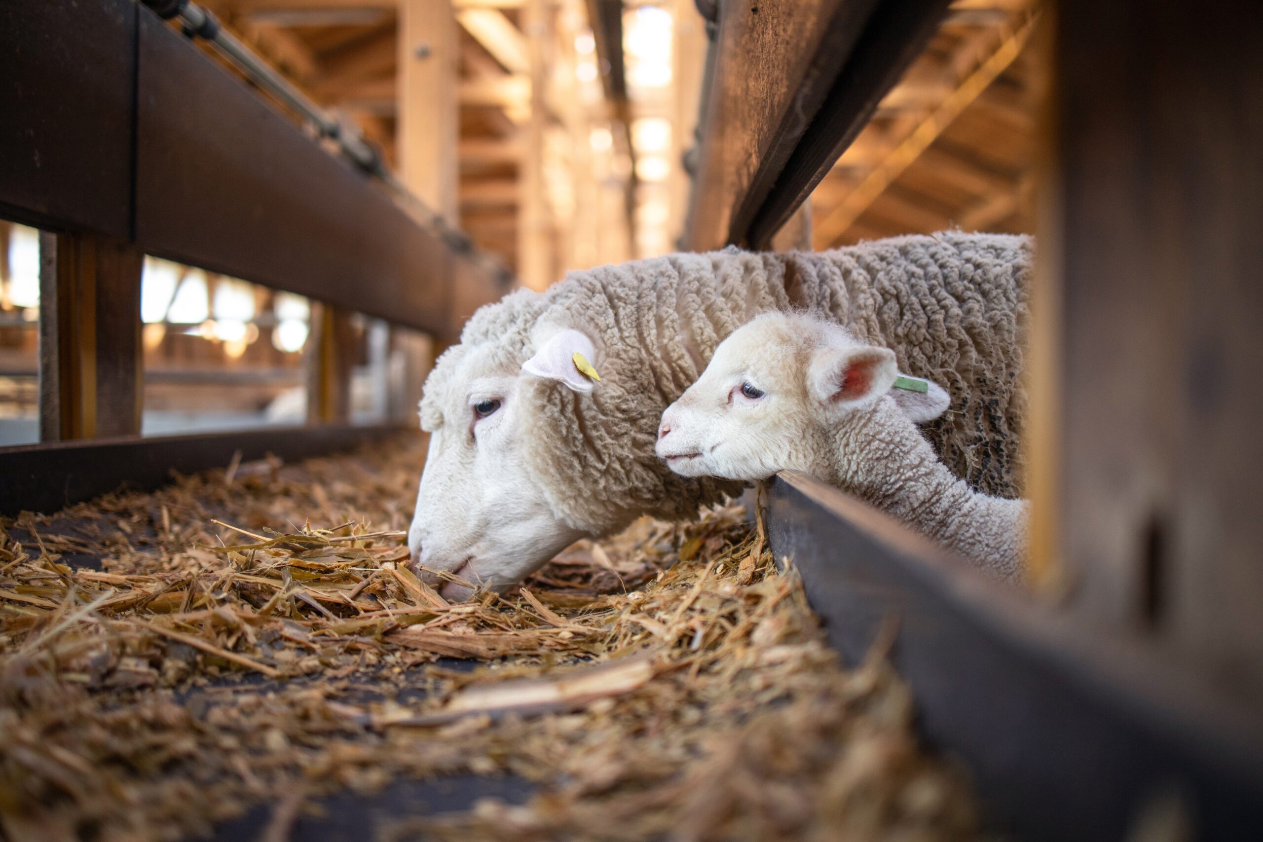 Feeding Lambs Milk Replacer Market Size, Dynamics & Forecast Report