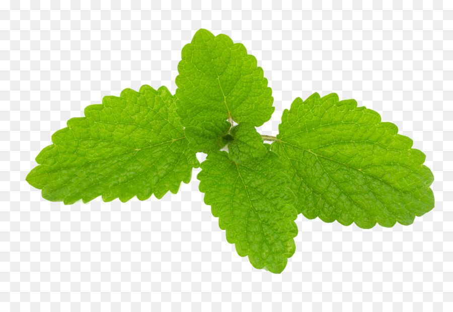 Melissa Essential Oil 