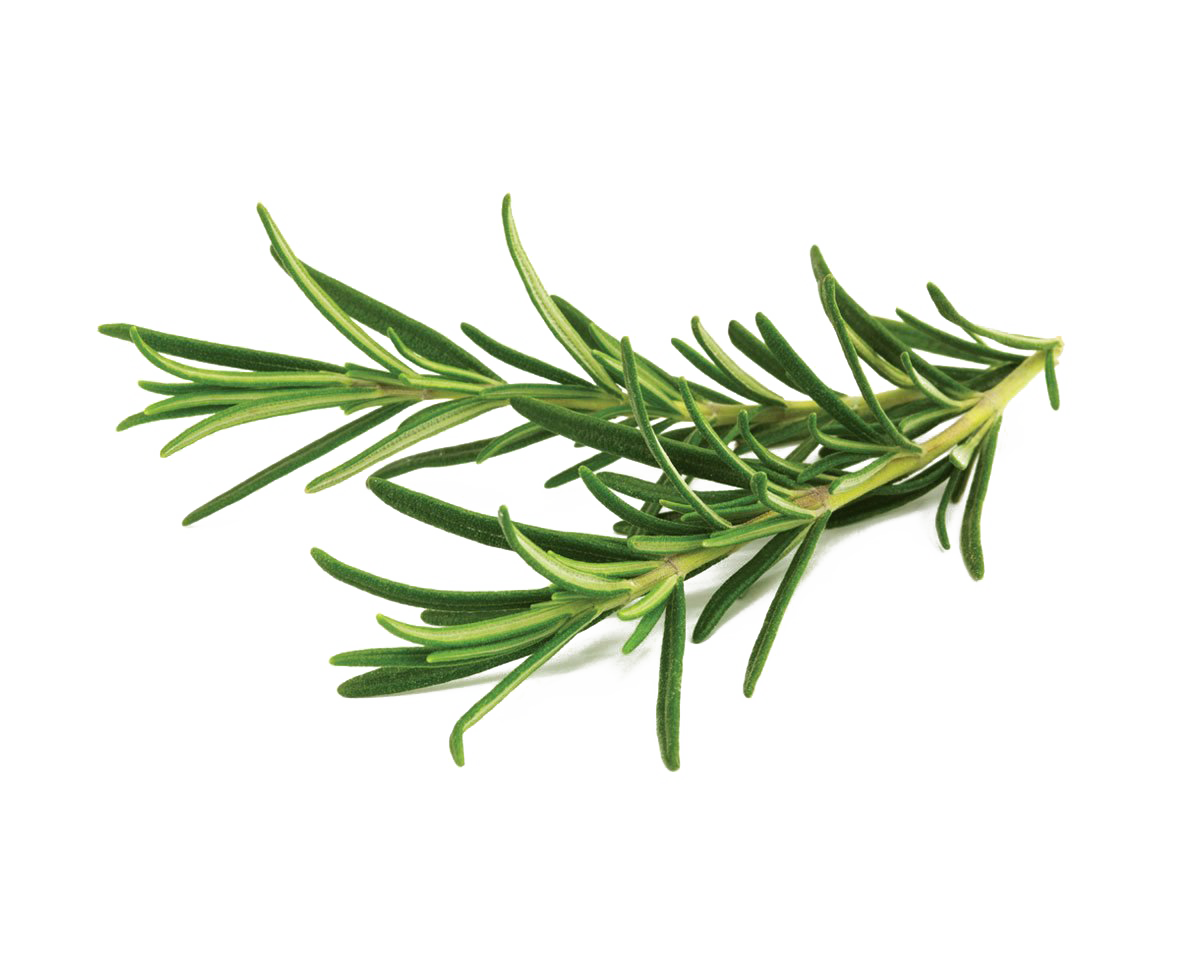 Rosemary Essential Oil