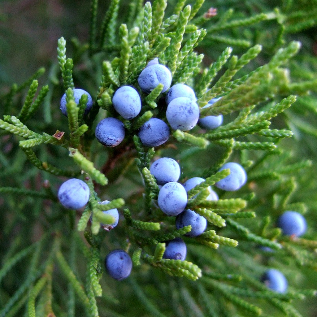 Juniper Leaf Oil