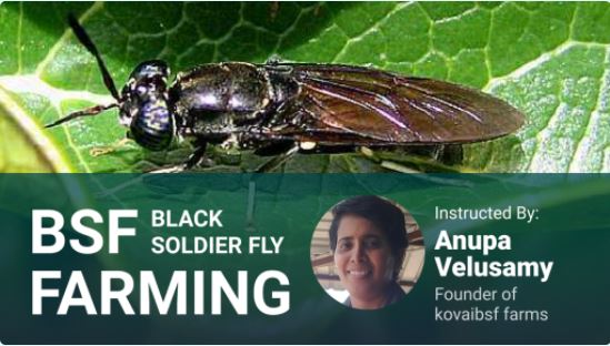 India's No.1 Black Soldier Fly Farming Course