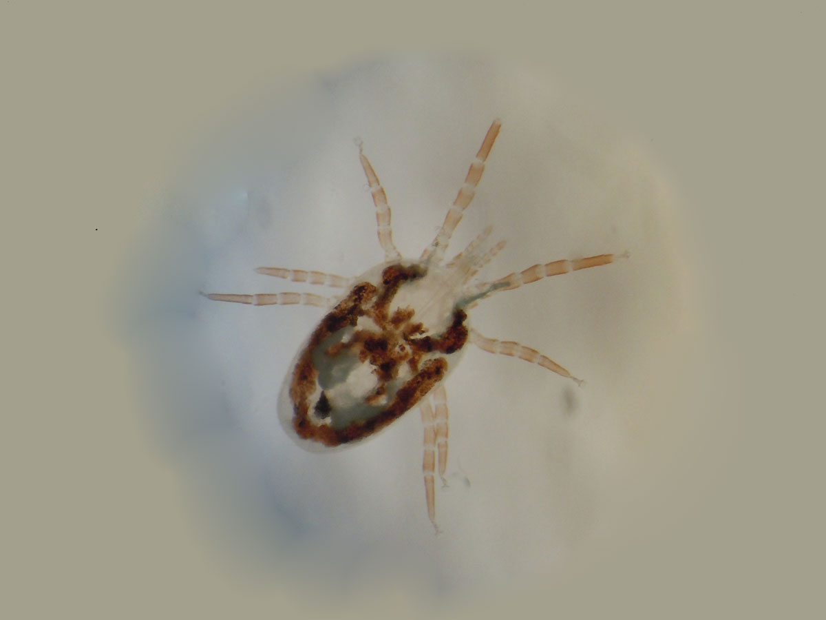 MITE EXTERMINATION SERVICES WESTON