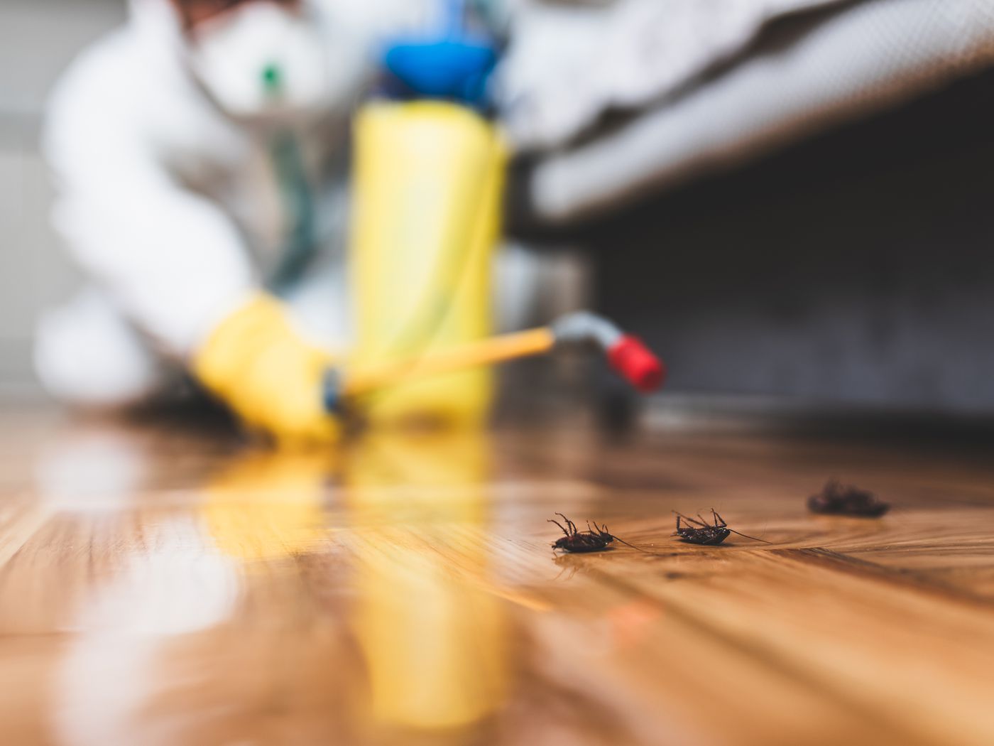 Pest company in Broward county