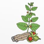 Advantages of Online Herbal Stores