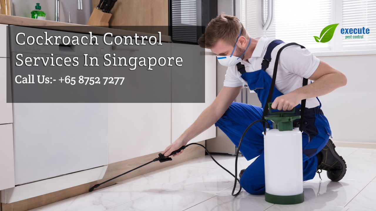 Cockroach Control Treatment