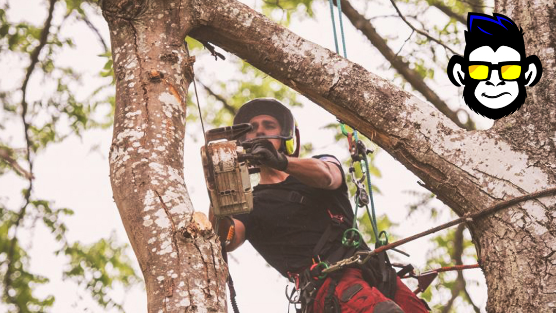 Advantages of hiring a tree removal company