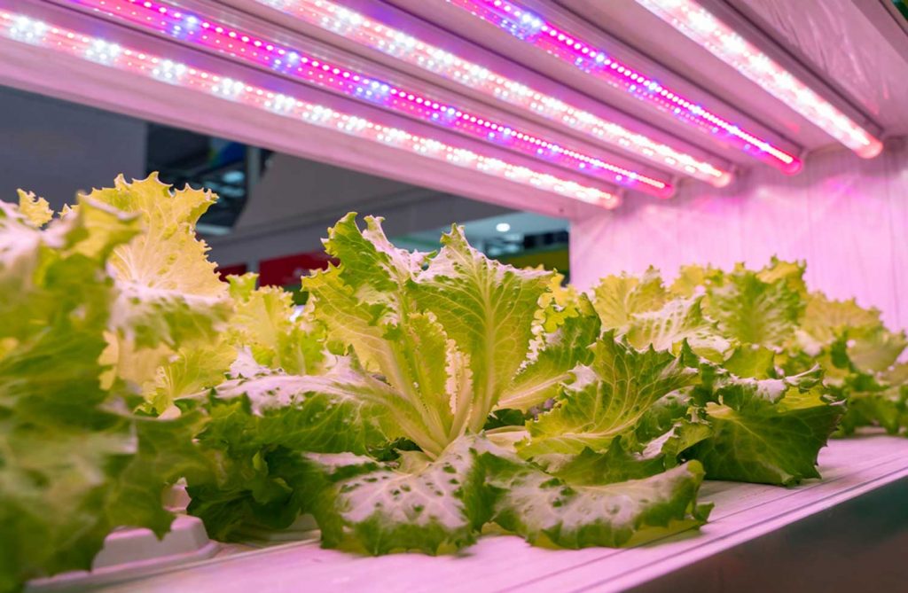 1500 watt LED grow light-King LED1500 Watt review