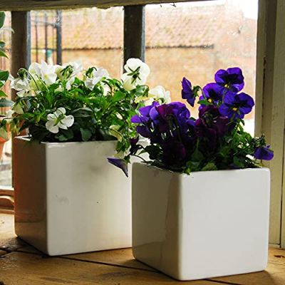 Potting Indoor Plants The Right Way is Key to Their Survival