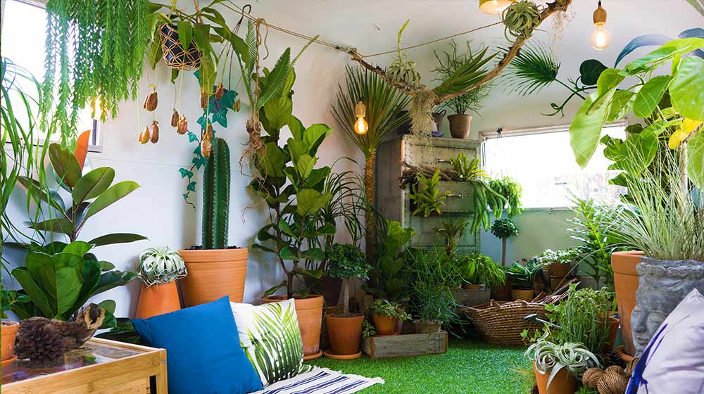 How to Grow Plants Indoors: 6 Tips for Growing Houseplants