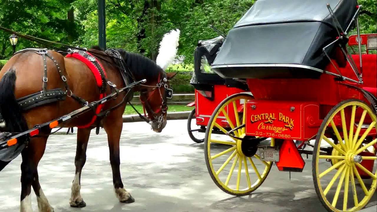 Timeless Elegance: Central Park Horse and Carriage Rides