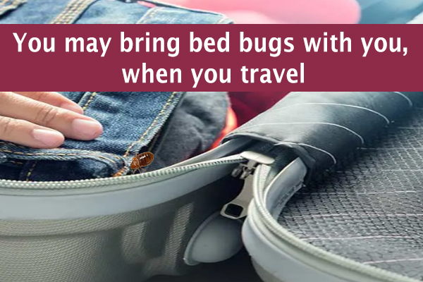 Pest Control Services in Thane by Sadguru Pest Control