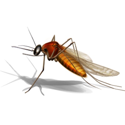 Pest Control Services in Mulund | Pest Control in Mulund